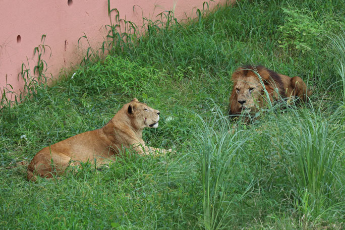 復活 ライオンサファリ マウントライオン 多摩動物公園 続々 動物園ありマス