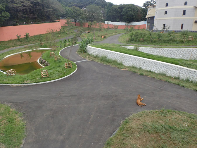 復活 ライオンサファリ マウントライオン 多摩動物公園 続々 動物園ありマス