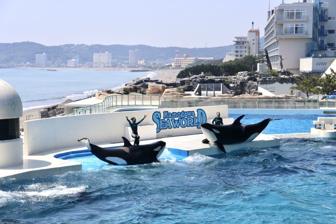 鴨川シーワールド 旅するツバメ 子連れで海外旅行を楽しむブログ 鴨川シーワールド 旅するツバメ 子連れで海外旅行を楽しむブログ
