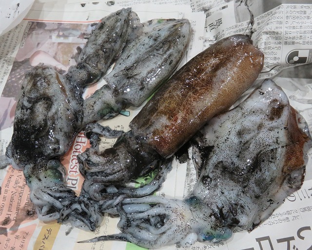 イカ釣り三昧だけど・・・釣れないの巻_c0117749_20161794.jpg