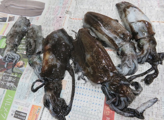イカ釣り三昧だけど・・・釣れないの巻_c0117749_20162619.jpg