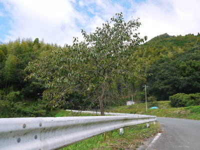 太秋柿 令和2年度の古川果樹園さんの『太秋柿』は収穫できた分だけの出荷で正式販売は中止となりました_a0254656_18454828.jpg