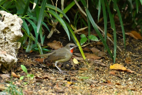 大阪城公園の小鳥さん達_c0164881_11251253.jpg