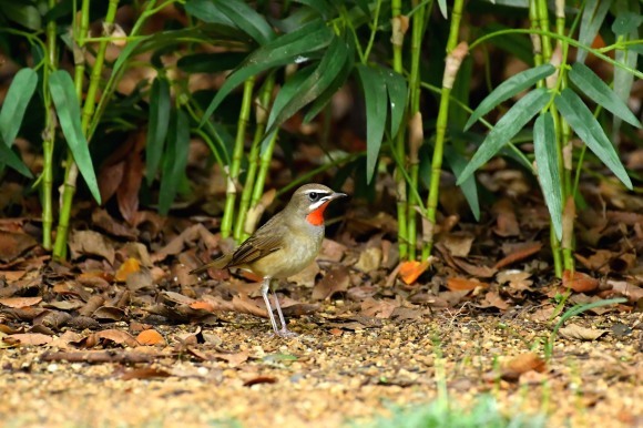 大阪城公園の小鳥さん達_c0164881_11253470.jpg