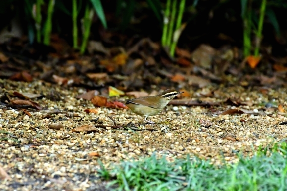 大阪城公園の小鳥さん達_c0164881_11270927.jpg