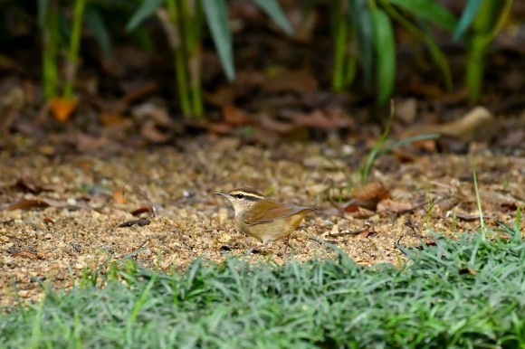 大阪城公園の小鳥さん達_c0164881_11271963.jpg