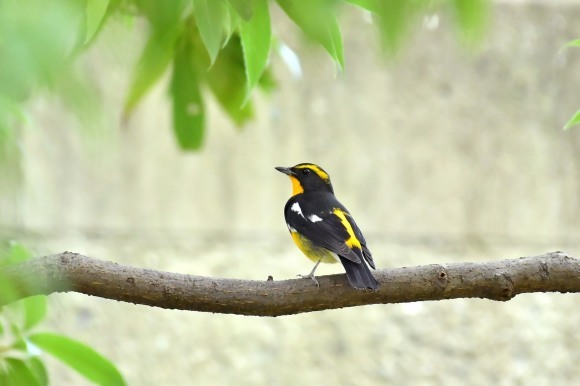 大阪城公園の小鳥さん達_c0164881_11283162.jpg