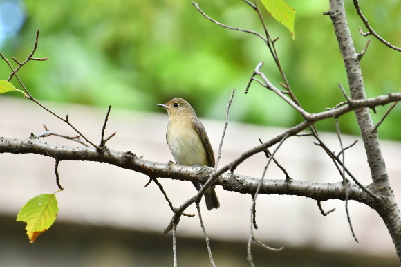 大阪城公園の小鳥さん達_c0164881_11293369.jpg