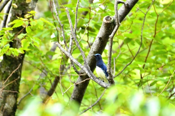 大阪城公園の小鳥さん達_c0164881_11295017.jpg