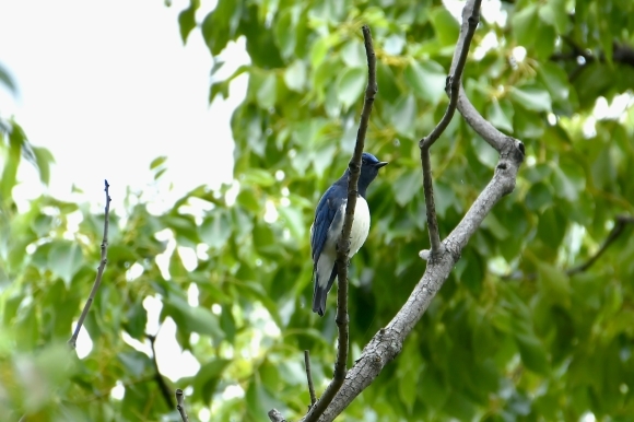 大阪城公園の小鳥さん達_c0164881_11295569.jpg