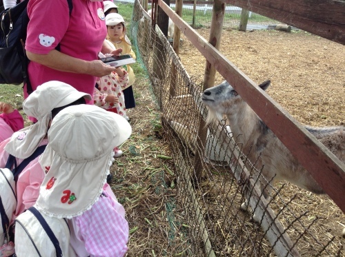 ひよこ・もも・りす組　岡崎牧場_c0194485_15413601.jpg