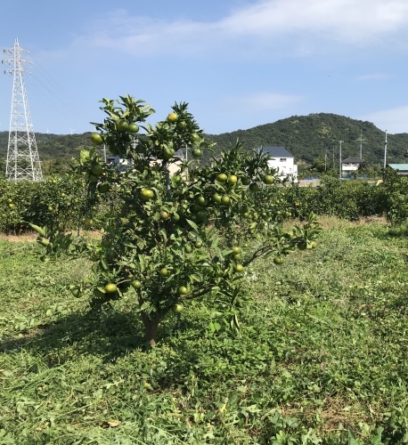 温州蜜柑の畑_d0141987_18433203.jpeg