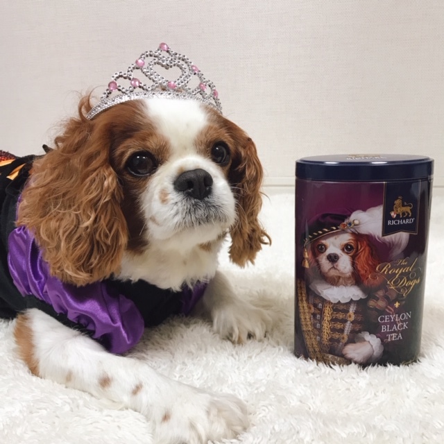 10 10 雨 Richardの紅茶缶 キャバリアだぞ キュートなあんこ31 もじもじ姫のお散歩日記 Vol 3 10 10 雨 Richardの紅茶缶 キャバリアだぞ キュートなあんこ31 もじもじ姫のお散歩日記 Vol 3