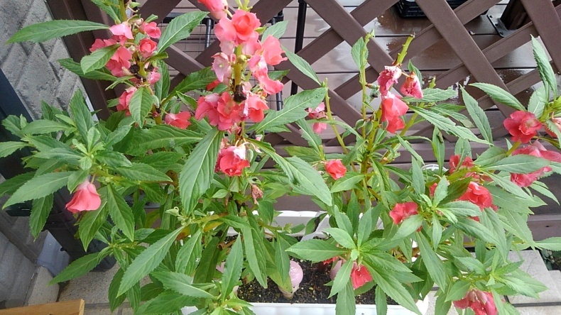鳳仙花の幼虫 ウィズコロナのうちの庭の備忘録 Green S Garden 鳳仙花の幼虫 ウィズコロナのうちの庭の備忘録 Green S Garden