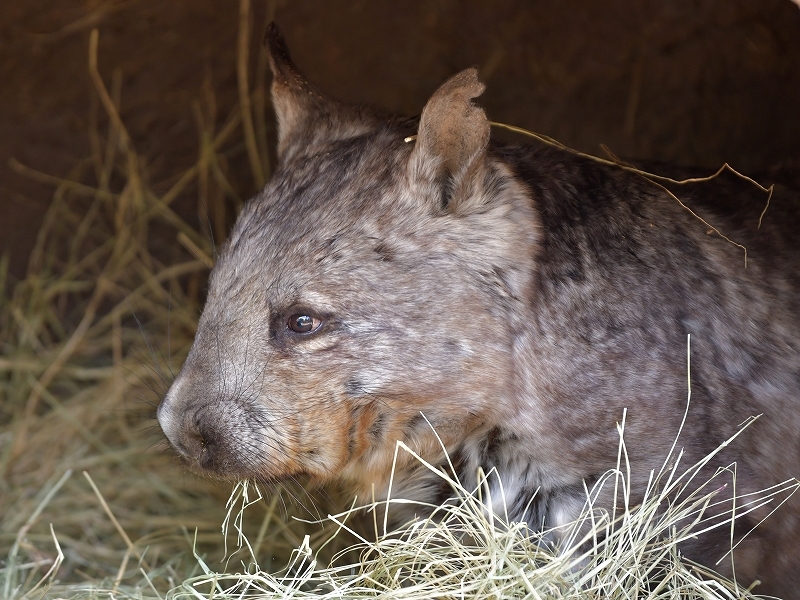 メルボルン動物園のケバナウォンバット Bonsoir メルボルン動物園のケバナウォンバット Bonsoir
