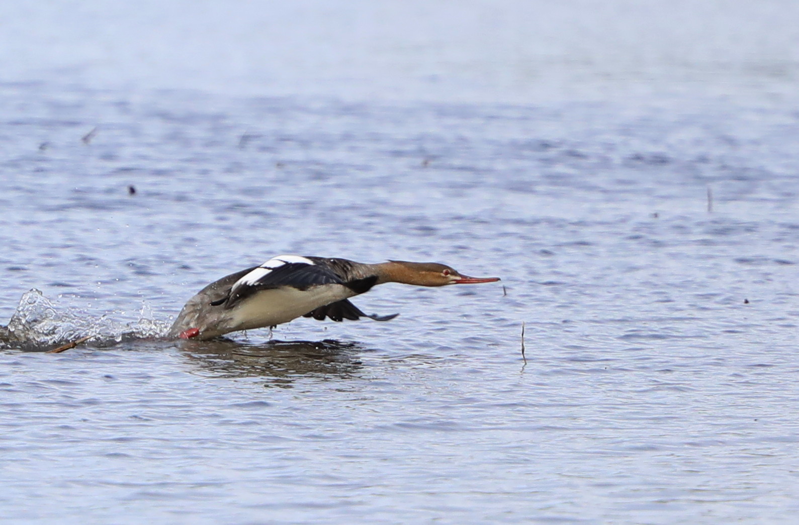 MFの沼へウミアイサ初の飛来_f0239515_15271572.jpg