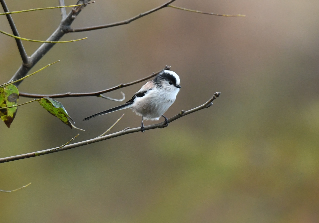 可愛い野鳥たち