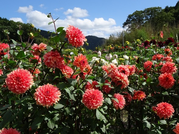 黒川ダリヤ園 満開のダリア 後編 彩の気まぐれ写真 黒川ダリヤ園 満開のダリア 後編 彩の気まぐれ写真