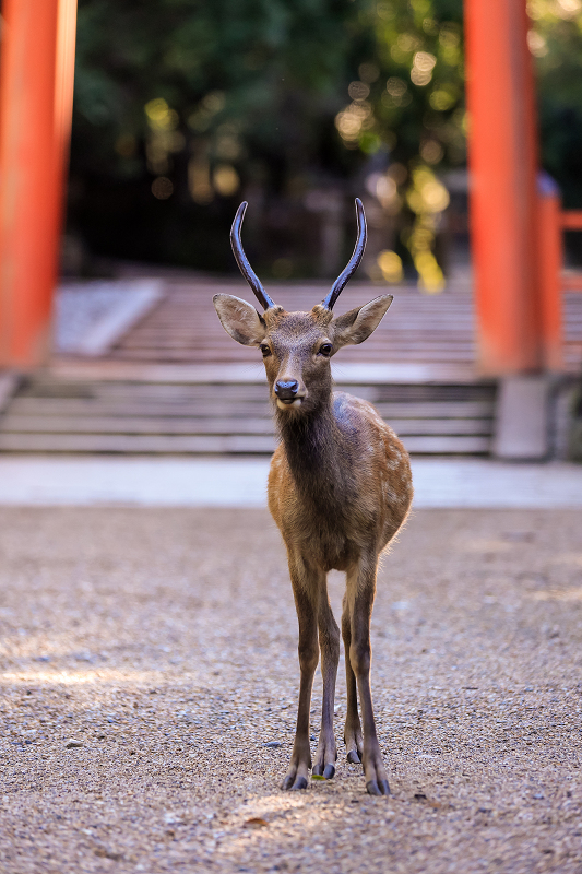 鹿のいる朝の情景（春日大社）_f0155048_21272361.jpg