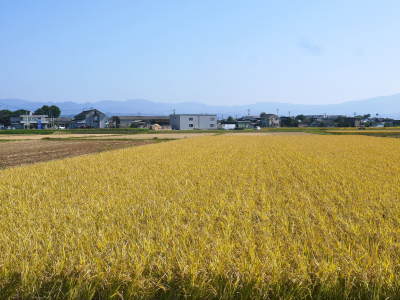 七城米　長尾農園　令和2年度の稲刈りの様子！新米の出荷は10月下旬からの予定です！(前編)_a0254656_18005279.jpg