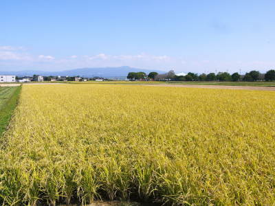 七城米　長尾農園　令和2年度の稲刈りの様子！新米の出荷は10月下旬からの予定です！(前編)_a0254656_18170685.jpg