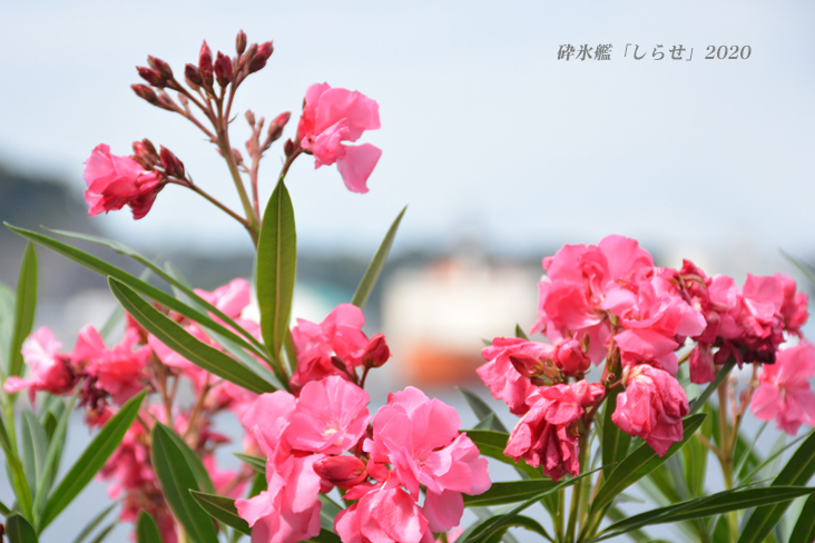 賞品のないクイズ 『砕氷艦「しらせ」帰港』③_d0251161_09194419.jpg