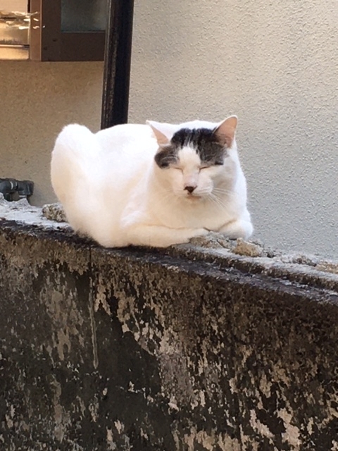 おしりをくっつけて寝る猫たちとペンキ塗りとマエガミちゃんのお昼寝と銀木犀開花と受難の夕方と夕日と鶏肉の骨と明日はやってます ひよこ雑貨店 11冊目 おしりをくっつけて寝る猫たちとペンキ塗りとマエガミちゃんのお昼寝と銀木犀開花と受難の夕方と夕日と鶏肉の骨と明日はやってます ひよこ雑貨店 11冊目