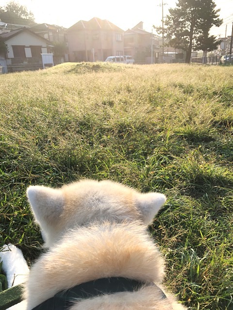 うっかり母さん_c0257276_23413149.jpg