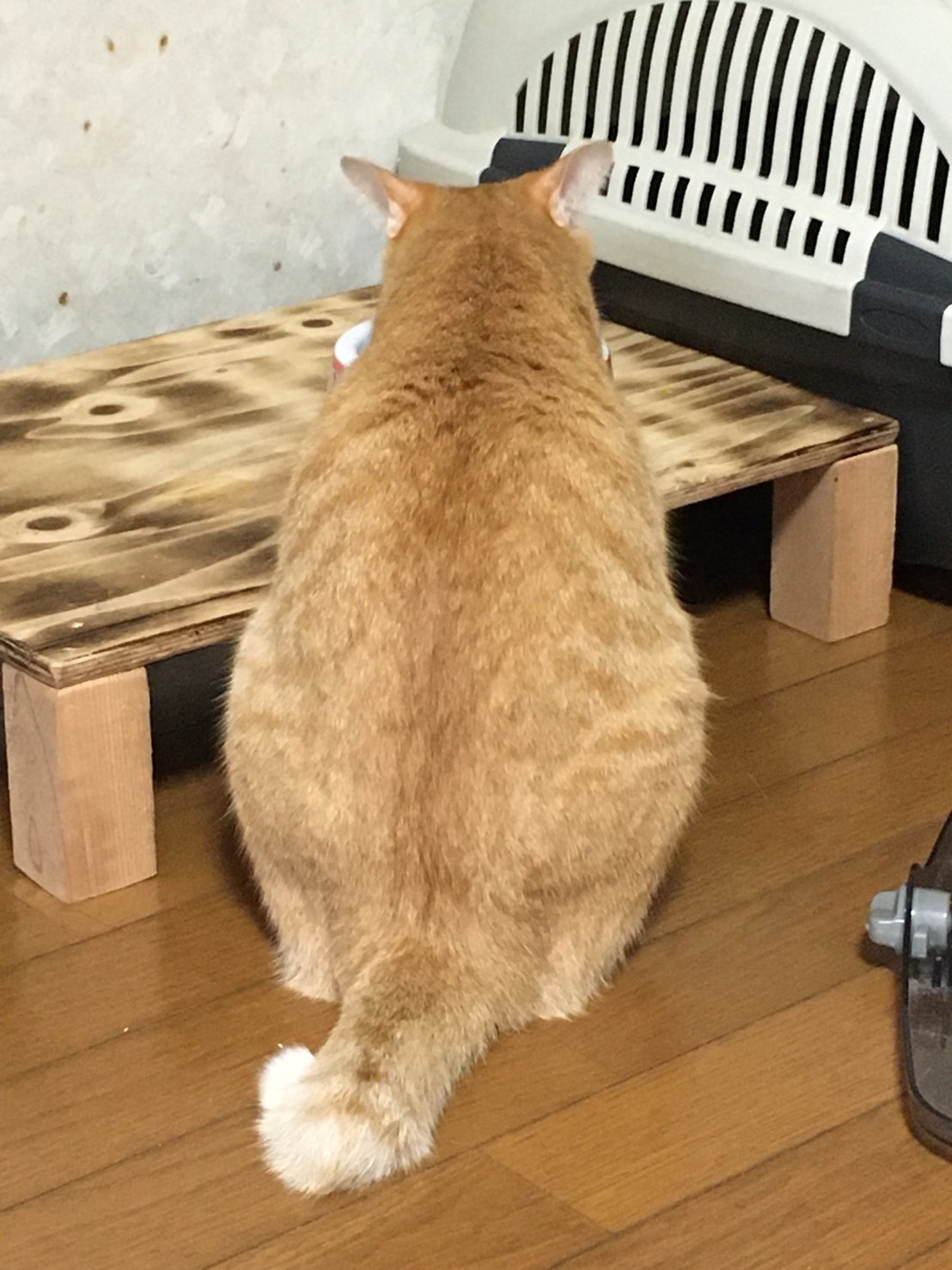 マロン しらたま あずき ほかぺで眠る Npo法人 府中猫の会 マロン しらたま あずき ほかぺで眠る Npo法人 府中猫の会