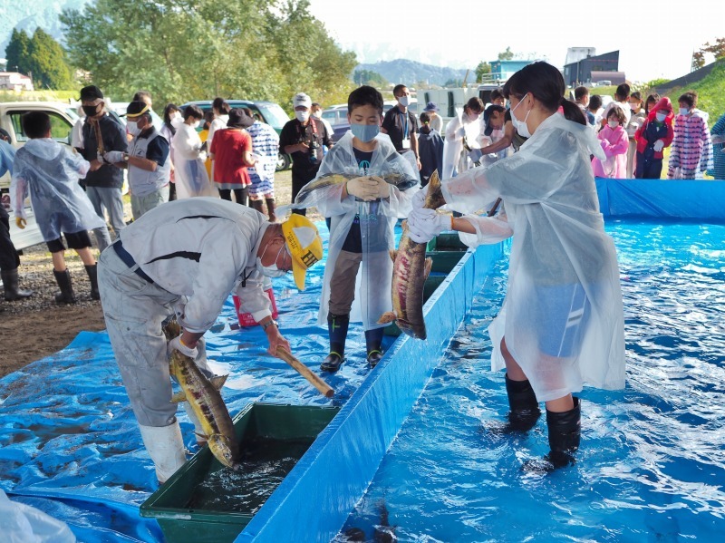 浦佐小学校６年生の「鮭のつかみ取り」が行われました_c0336902_18462148.jpg