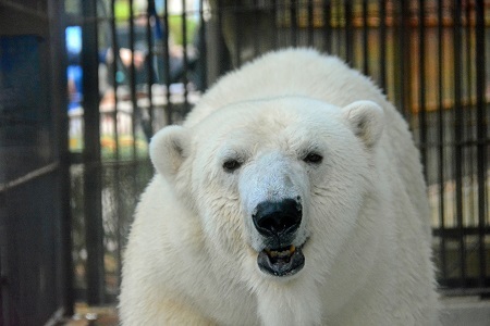 愛媛県立とべ動物園の苦闘の繁殖記録(2) ～ ドナウ河岸から来た謎の