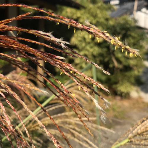 秋の音〜ススキ2 花火のようです_e0103327_14165218.jpg