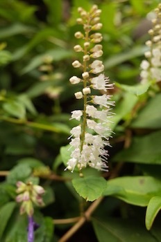 シモバシラという名の秋の花 もるとゆらじお シモバシラという名の秋の花 もるとゆらじお