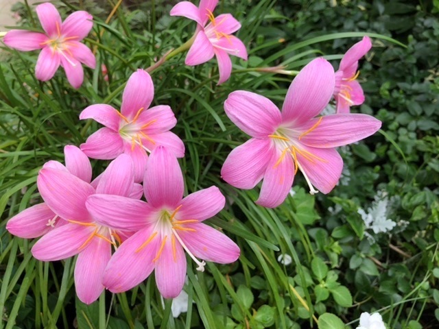 【ゼフィランサスの害虫】_b0009849_11434680.jpeg