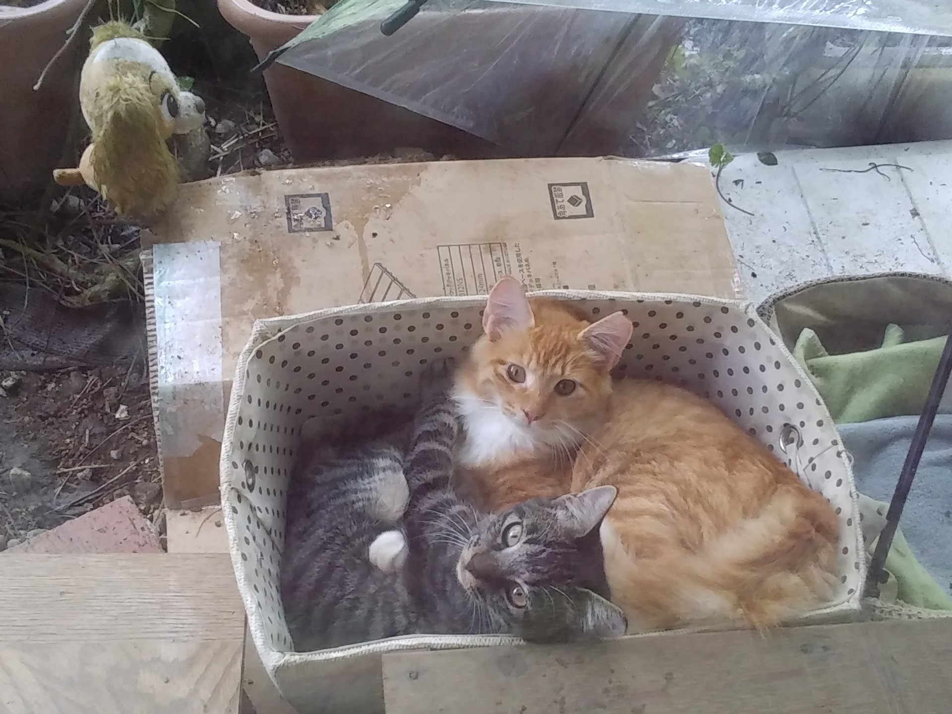 雄猫は寝相が悪い 猫将軍のミューと あんなこと こんなこと 雄猫は寝相が悪い 猫将軍のミューと あんなこと こんなこと
