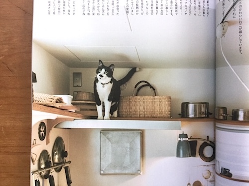 パナソニック　と　ねこ_c0197671_14235711.jpg