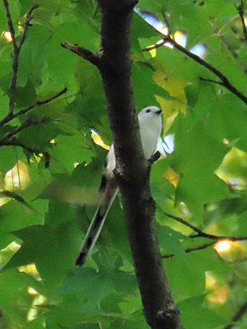 円山公園 探鳥会_f0083977_11064020.jpg