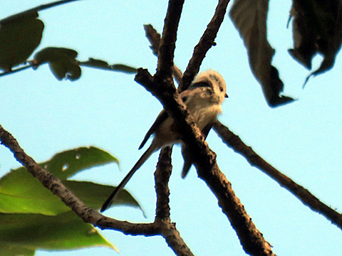 円山公園 探鳥会_f0083977_11064834.jpg