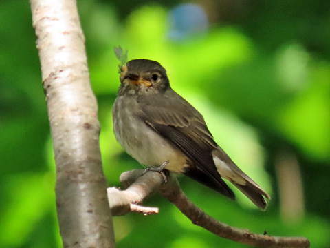 円山公園 探鳥会_f0083977_11065411.jpg