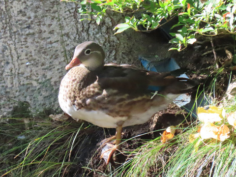 円山公園 探鳥会_f0083977_11070443.jpg