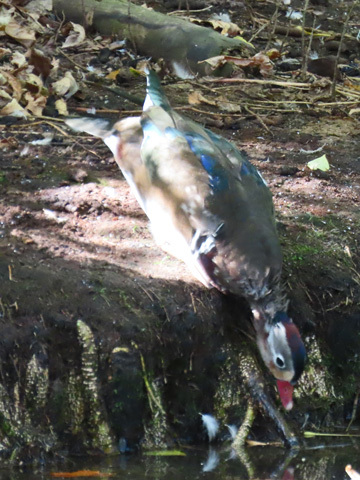 円山公園 探鳥会_f0083977_11070740.jpg