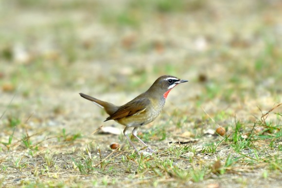 2日連続でノゴマ撮影_c0164881_21553693.jpg