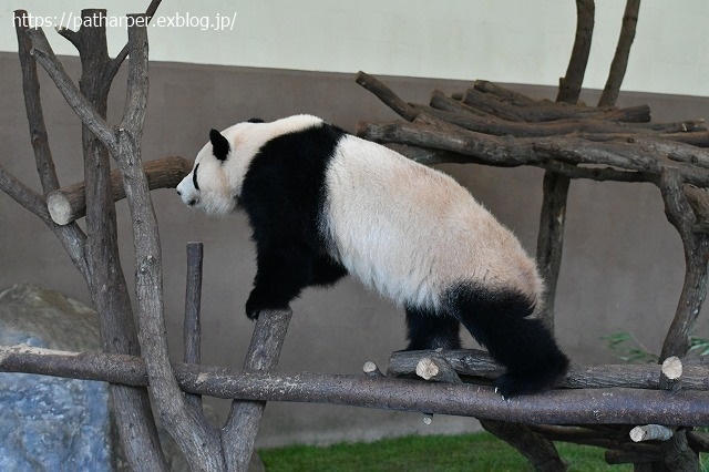 2020年9月 白浜パンダ見隊 その9_a0052986_07303280.jpg