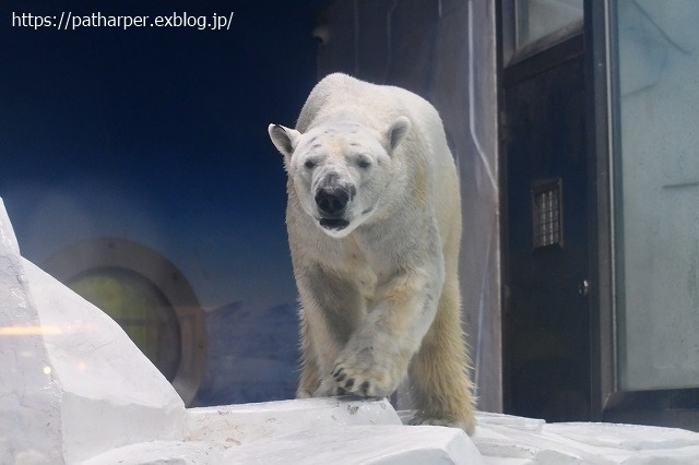2020年9月 白浜パンダ見隊 その9_a0052986_07364156.jpg