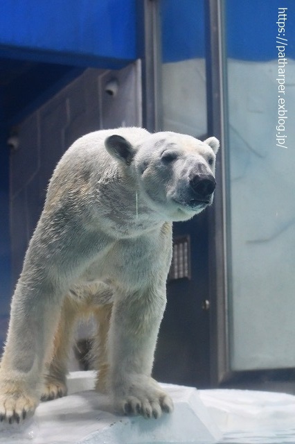 2020年9月 白浜パンダ見隊 その9_a0052986_07364379.jpg