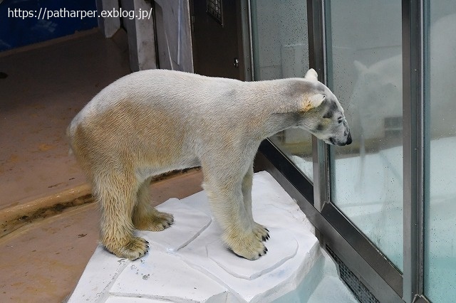 2020年9月 白浜パンダ見隊 その9_a0052986_07364544.jpg