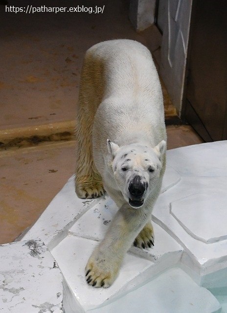 2020年9月 白浜パンダ見隊 その9_a0052986_07364641.jpg