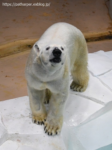 2020年9月 白浜パンダ見隊 その9_a0052986_07364814.jpg