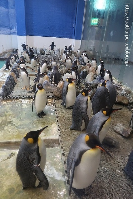 2020年9月 白浜パンダ見隊 その9_a0052986_07365037.jpg
