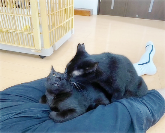 ニャニーズ事務所 女社長_a0389088_15060101.jpg